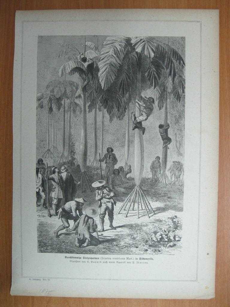 Indígenas, europeos y  palmeras, 1875.